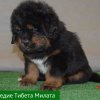 Щенки от пары Ерик х Конфета